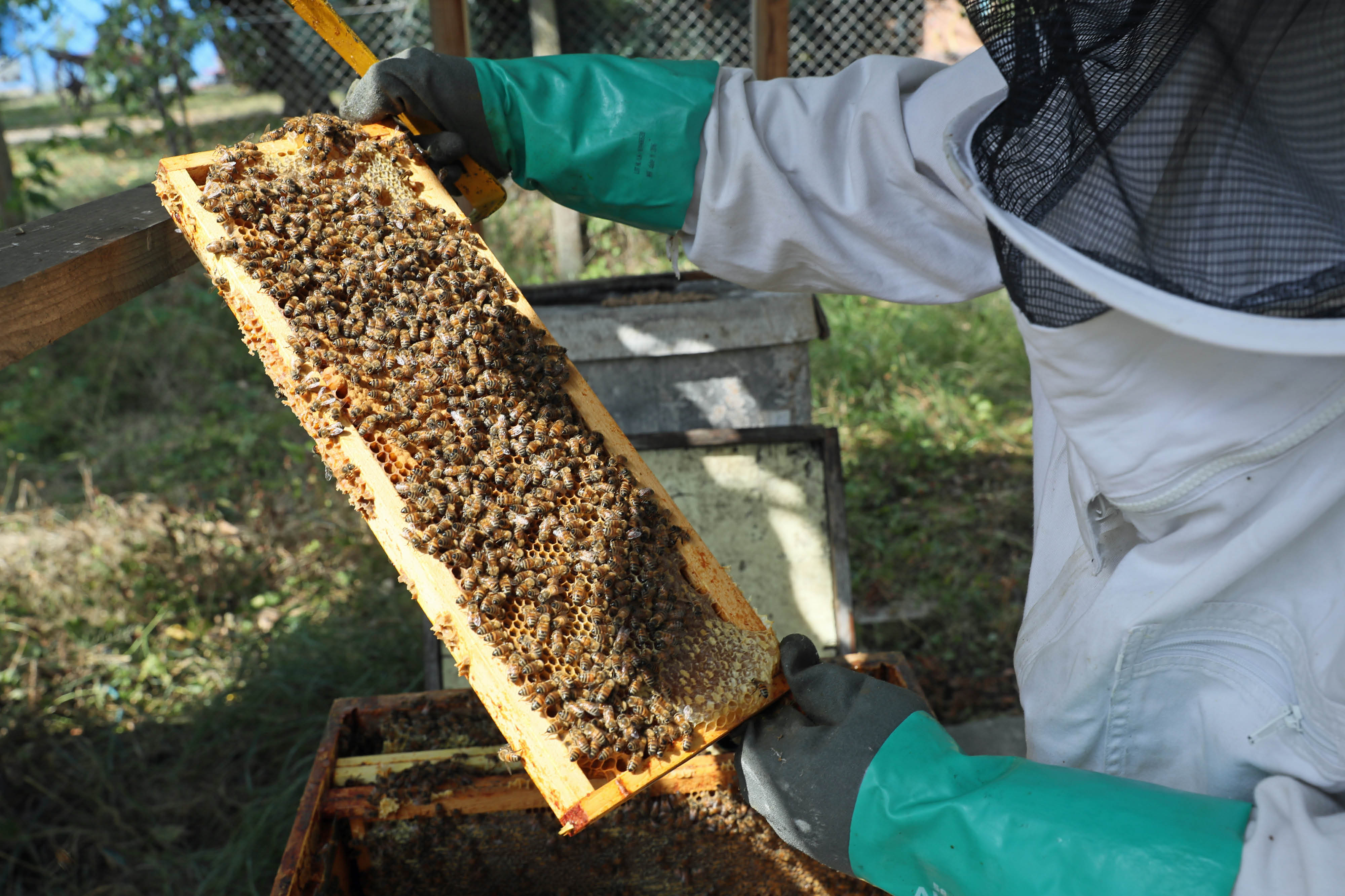 Avec deux ruches, vous récolterez jusqu’à 50 kg de miel par an. © DR