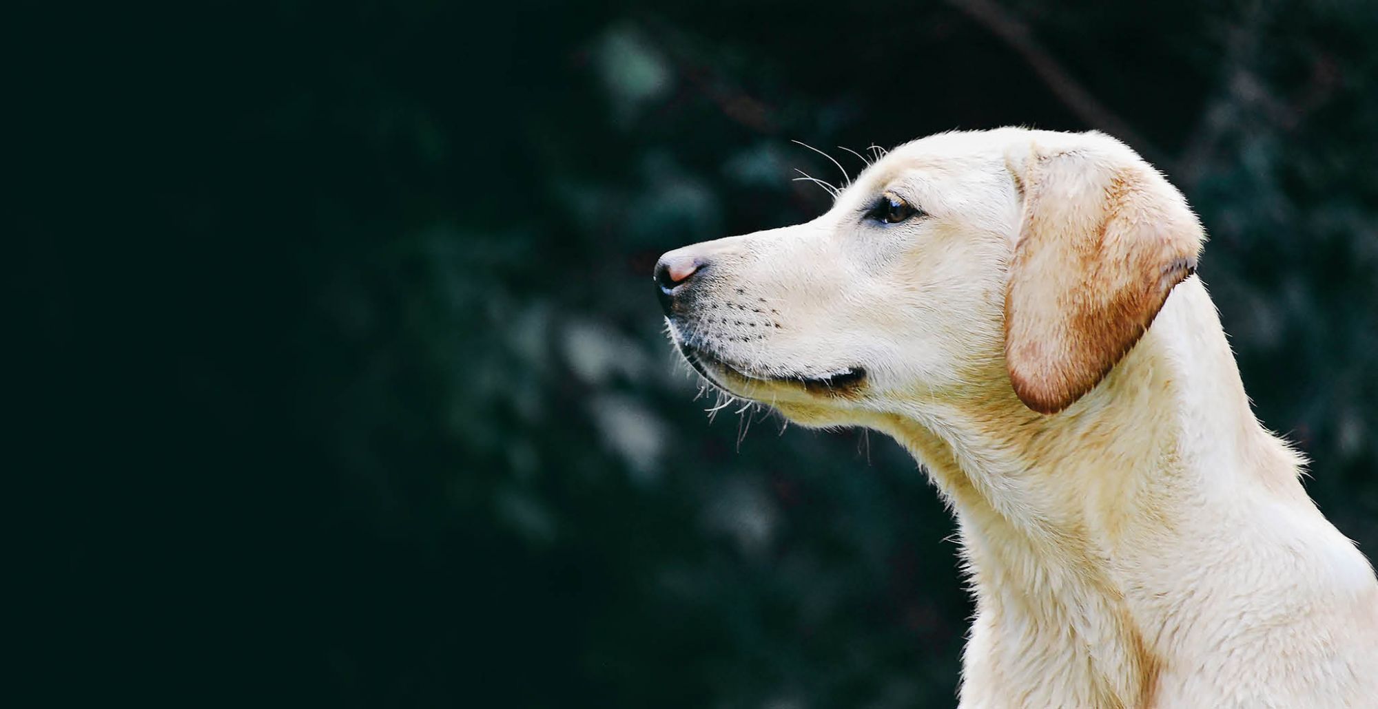 Le GetXent tube permet d'entraîner les chiens de détection sur le terrain  et en toute sécurité. © DR 