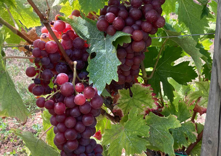 Armbruster accompagne les viticulteurs et agriculteurs qui souhaitent évoluer vers la production bio. © DR